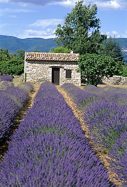 Farmhouse with lavender fields, Apt, Provence, France, Europe