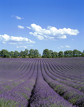 Lavender fields, Ferrassieres, Provence, France, Europe