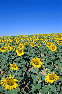 Sunflowers, Provence, France, Europe