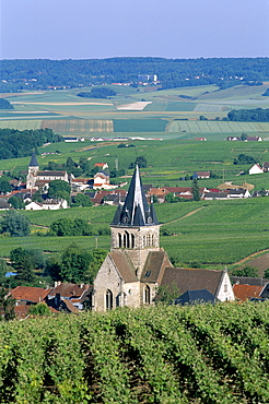 Vineyards near Reims, Champagne, France, Europe