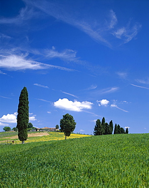 Cypress trees and farmhouse, Val d'Orcia, UNESCO World Heritage Site, Tuscany, Italy, Europe