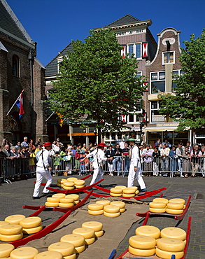 Cheese Market, Alkmaar, Holland (Netherlands), Europe