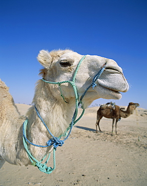 Camels, Douz, Tunisia, North Africa, Africa