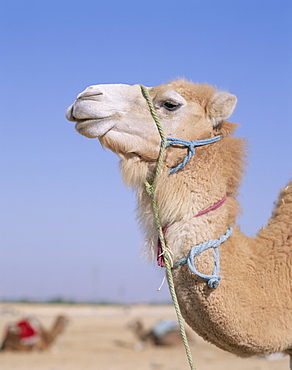 Camels, Douz, Tunisia, North Africa, Africa