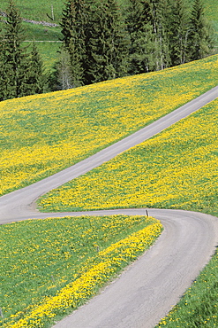 Empty winding road and yellow wild flowers, Dolomites, Italy, Europe