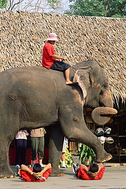 Elephant Show at The Rose Garden, Bangkok, Thailand, Southeast Asia, Asia