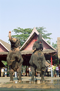 Elephant Show at The Rose Garden, Bangkok, Thailand, Southeast Asia, Asia