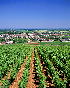 Village and vineyards, Mersault, Burgundy, France, Europe