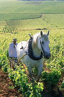 Farmer and horse ploughing vineyards, Nuits-St.-Georges, Burgundy, France, Europe