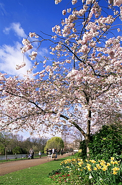 Spring blossom in St. James' Park, London, England, United Kingdom, Europe