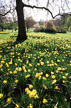 Daffodils in St. James' Park, London, England, United Kingdom, Europe