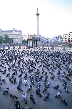 Pigeons and Nelsons Column, Trafalgar Square, London, England, United Kingdom, Europe