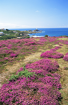 La Corbiere Lighthouse with heather in foreground, Jersey, Channel Islands, United Kingdom, Europe