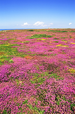 Patterns of heather and gorse in full bloom, Jersey, Channel Islands, United Kingdom, Europe