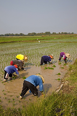 Rice planting, Chiang Mai, Thailand, Southeast Asia, Asia