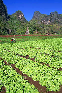 Agricultural fields and karst cliffs, Chiang Rai, Thailand, Southeast Asia, Asia