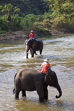 Elephants bathing, Elephant Camp, Chiang Mai, Thailand, Southeast Asia, Asia