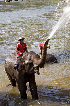 Elephants bathing, Elephant Camp, Chiang Mai, Thailand, Southeast Asia, Asia