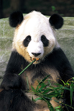 Giant panda eating bamboo at the Panda Breeding Centre, Chengdu, Sichuan Province, China, Asia