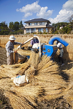 Rice threshing, Nagano Prefecture, Japan, Asia