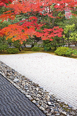 Zen garden and autumn leaves, Kennin-ji Zen Temple, Kyoto, Japan, Asia