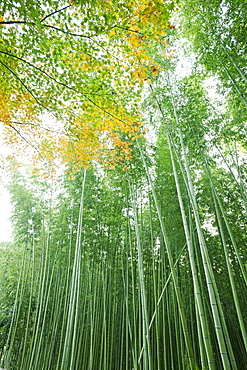 Bamboo forest, Arashiyama, Kyoto, Japan, Asia