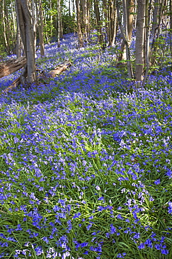 Bluebells in woodland, Kent, England, United Kingdom, Europe