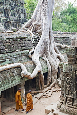 Ta Prohm Temple, Angkor, UNESCO World Heritage Site, Siem Reap, Cambodia, Indochina, Southeast Asia, Asia