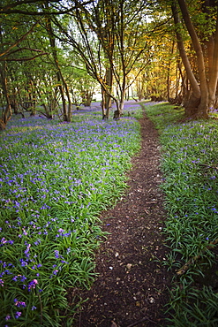 Footpath in bluebell woods, Kent, England, United Kingdom, Europe