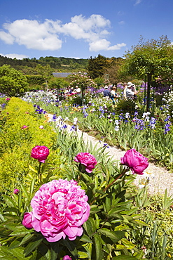 Monet's Garden, Giverny, Normandy, France, Europe