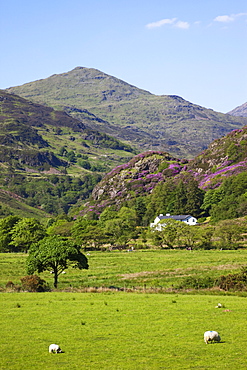 View of Mount Snowdon from Beddgelert, Snowdonia National Park, Gwynedd, Wales, United Kingdom, Europe