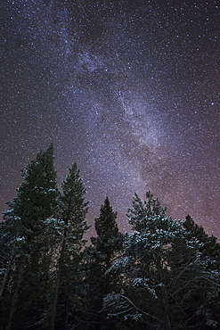 The Milky Way rising over a forest near Kiruna in Sweden, Scandinavia, Europe