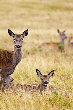 Red deer (Cervus elaphus) hinds, Richmond Park, Surrey, England, United Kingdom, Europe