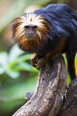 Golden headed lion tamarin (Leontopithecus chrysomelas) in the trees, controlled conditions, United Kingdom, Europe