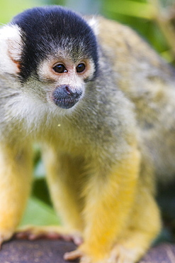 Black capped squirrel monkey (Saimiri boliviensis) alert on log, controlled conditions, United Kingdom, Europe
