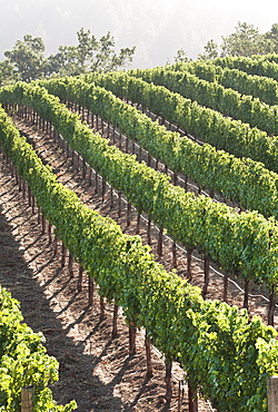 Rows of lush vineyards on a hillside, Napa Valley, California, United States of America, North America 