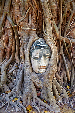 Stone Buddha head entwined in the roots of a fig tree, Wat Mahatat, Ayutthaya Historical Park, UNESCO World Heritage Site, Ayutthaya, Thailand, Southeast Asia, Asiacuvres used to bring out red in top of roots and blue at bottom of roots, increased contrast