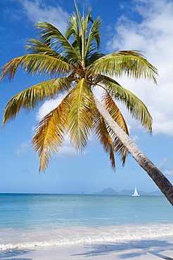 Silver sand and palm trees, Sainte Anne beach, Martinique, French Overseas Department, Windward Islands, West Indies, Caribbean, Central America