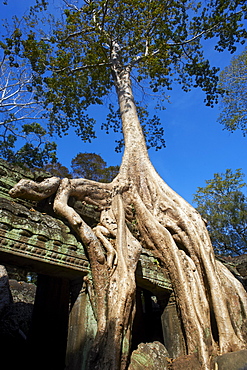 Tree roots over temple ruins, Ta Prohm temple built in 1186 by King Jayavarman VII, Angkor, UNESCO World Heritage Site, Siem Reap, Cambodia, Indochina, Southeast Asia, Asia