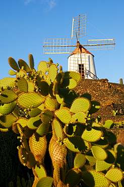 Cactus garden of Guatiza, Lanzarote, Canary Islands, Spain, Europe