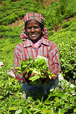 Tamil worker on a tea plantation, Munnar, Kerala, India, Asia