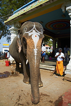 Benediction of elephant, Sri Jambukeshwara temple, Tiruchirappalli (Trichy), Tamil Nadu, India, Asia