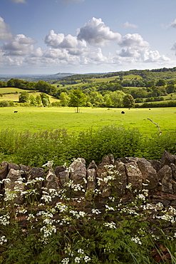 A summer scene in the Cotswold countryside near Saintbury, Gloucestershire, The Cotswolds, England, United Kingdom, Europe