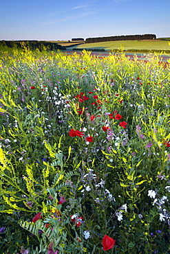 Dawn view of the North Norfolk countryside showing a beautiful field of wild flowers near Burnham Market, Norfolk, England, United Kingdom, Europe