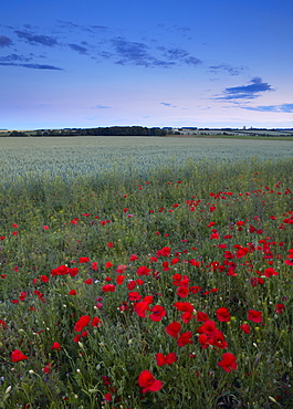 Summer twilight in countryside near Docking, Norfolk, England, United Kingdom, Europe