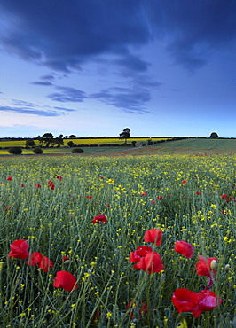 A beautiful field of wild flowers at Ringstead, Norfolk, England, United Kingdom, Europe