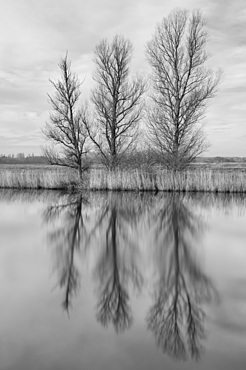 Trees reflected in the River Bure near Ludham Bridge, Norfolk, England, United Kingdom, Europe