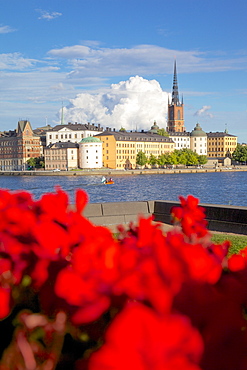 City skyline and flowers, Stockholm, Sweden, Scandinavia, Europe