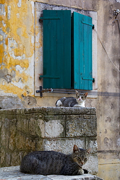 Cats in the Old Town, Kotor, Montenegro, Europe