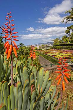 View of exotic flowers in the Botanical Gardens, Funchal, Madeira, Portugal, Atlantic, Europe